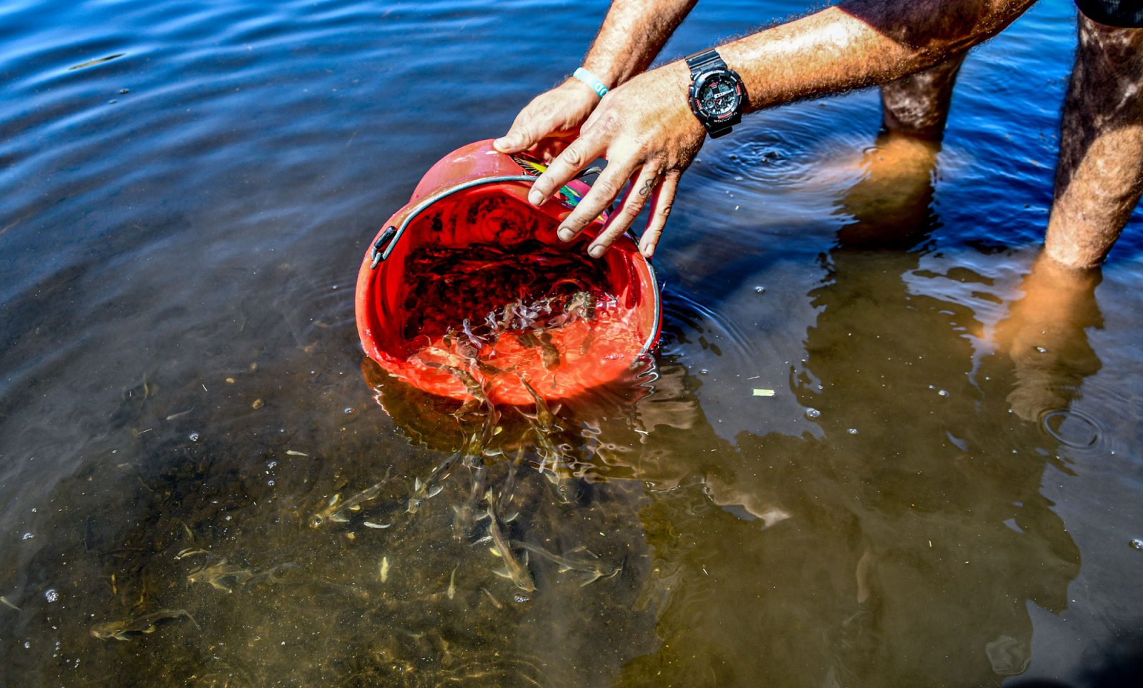 What Fish Can I Stock in My Pond in the Fall?