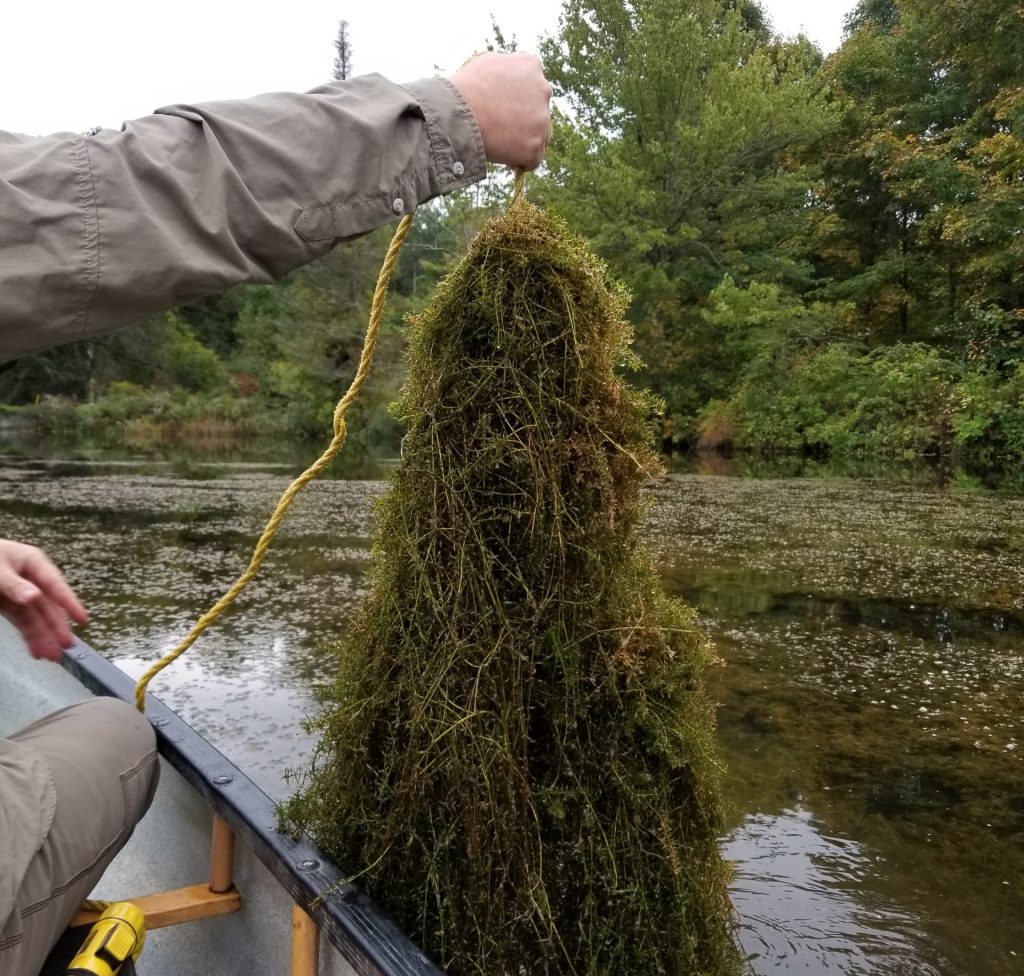 aquatic weed management - pond weed control - Biology - Rake Toss Dense Hydrilla