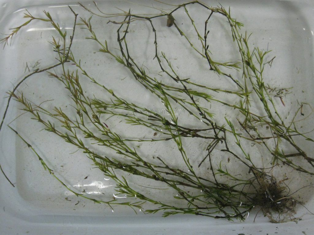bushy-pondweed-invasive-plant