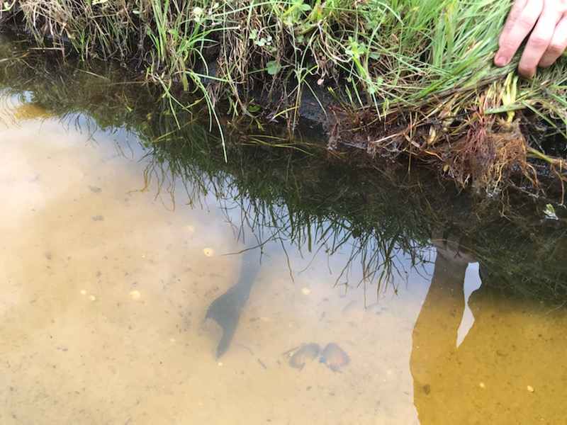 armored-catfish-burrow-shoreline-erosion