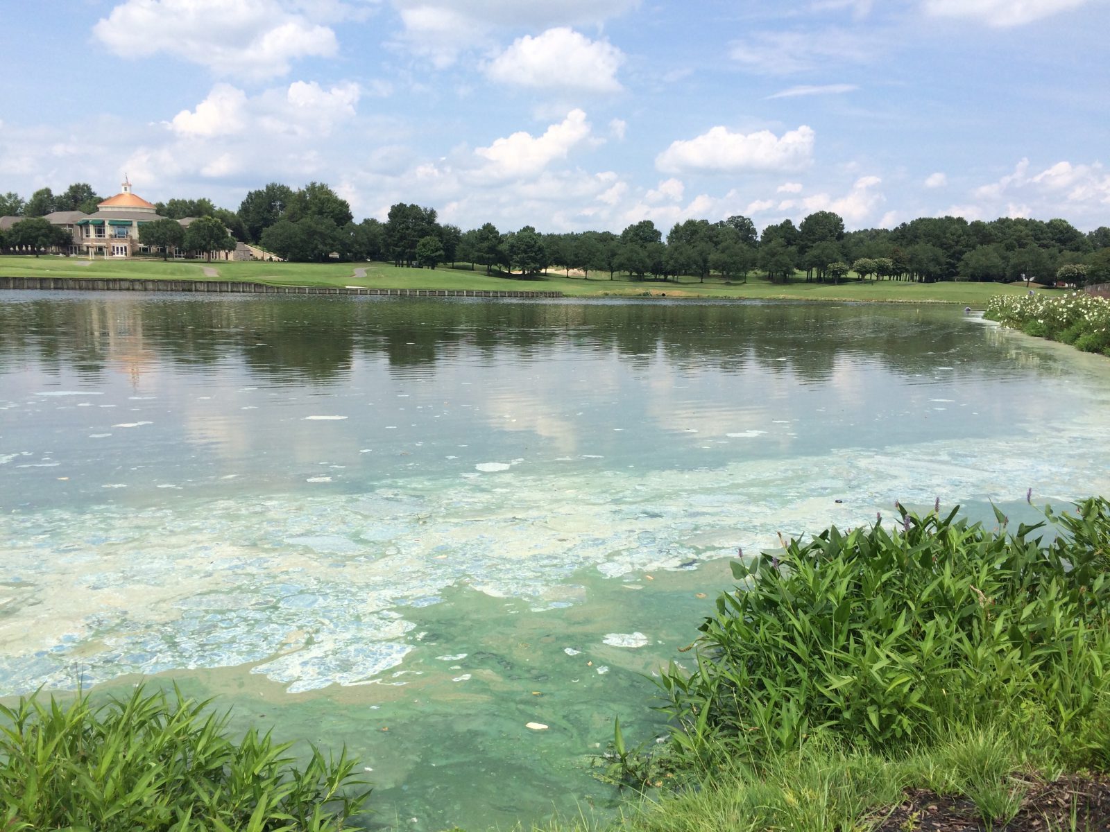 blue-green-algae-golf-course