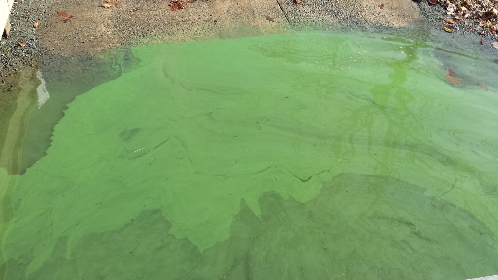 blue-green-toxic-algal-bloom-community-lake