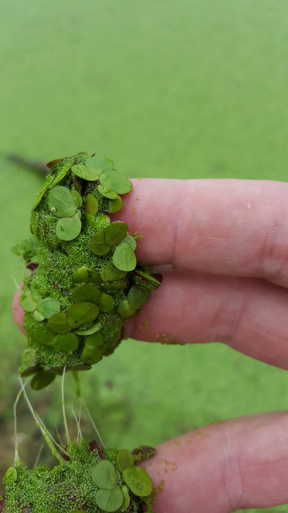 duckweed-watermeal-weed-control