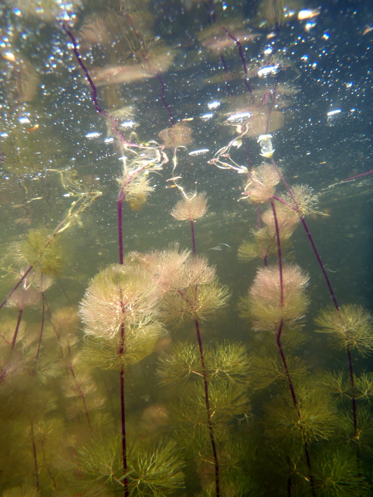 fanwort-weed-lake-management