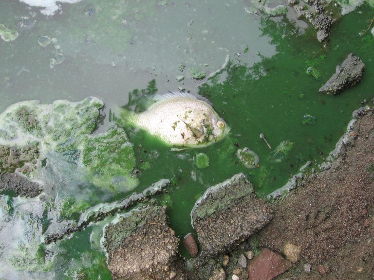 Understanding Fish Kills & Professional Prevention Tips