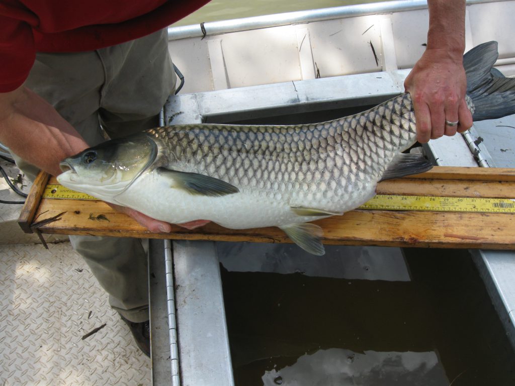 grass-carp-aquatic-weed-control