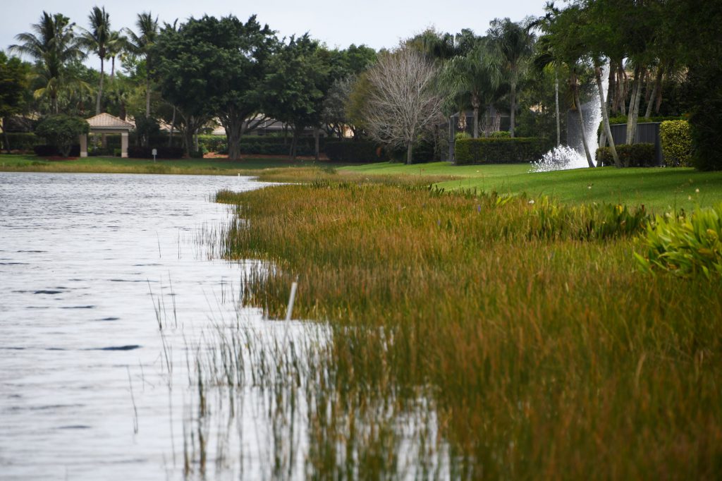 importance-littoral-zones-community-pond