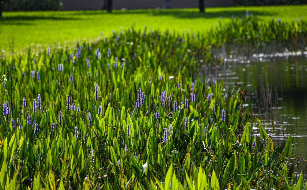 native-beneficial-plants-florida