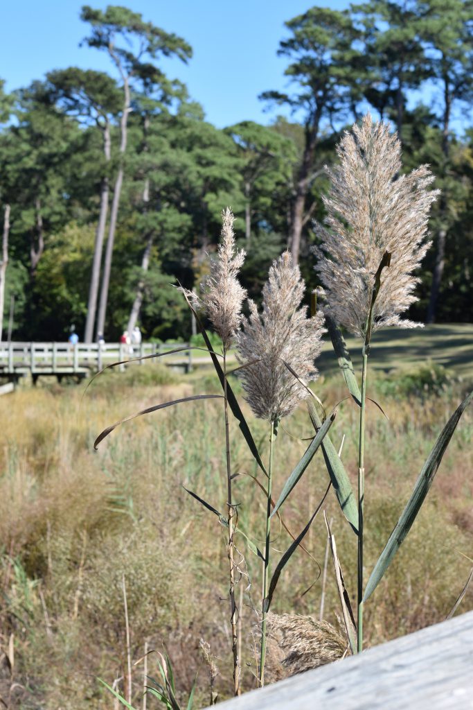 phragmites-control-florida-pond