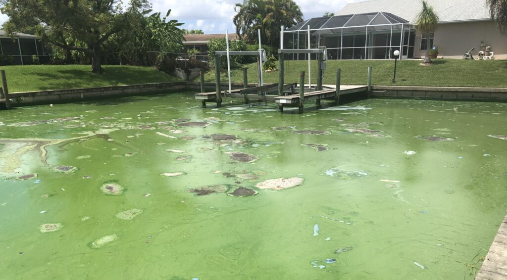 toxic-algae-bloom-florida-canal (2)