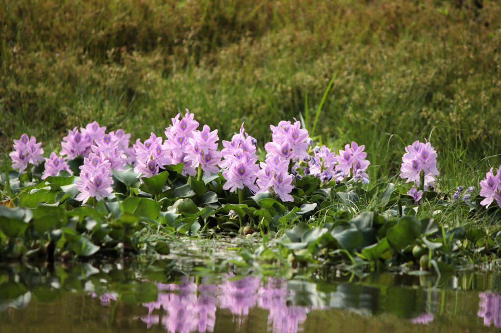 water-hyacinth-management