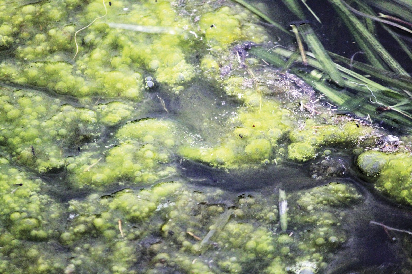 algae-growth-florida-pond