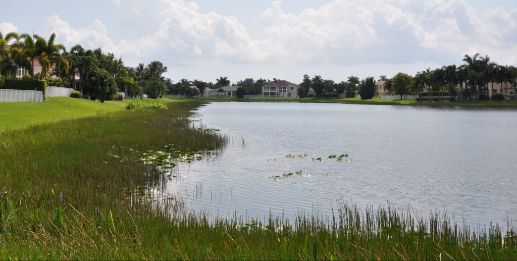 What Types of Aquatic Plants Exist in Lakes in Florida?