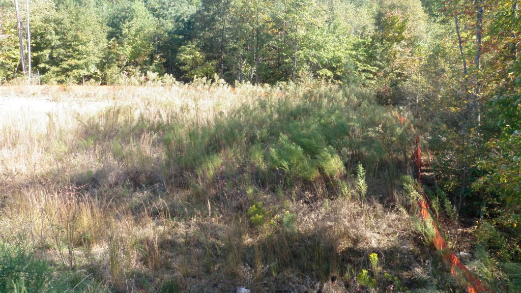 drought-dried-pond