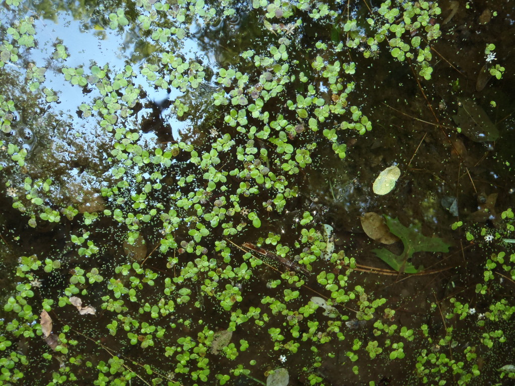 duckweed-floating-aquatic-plant