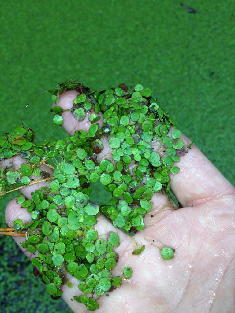 duckweed-invasive-plant-management