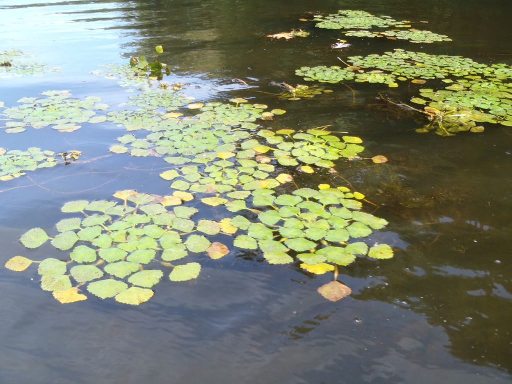 floating-aquatic-plant