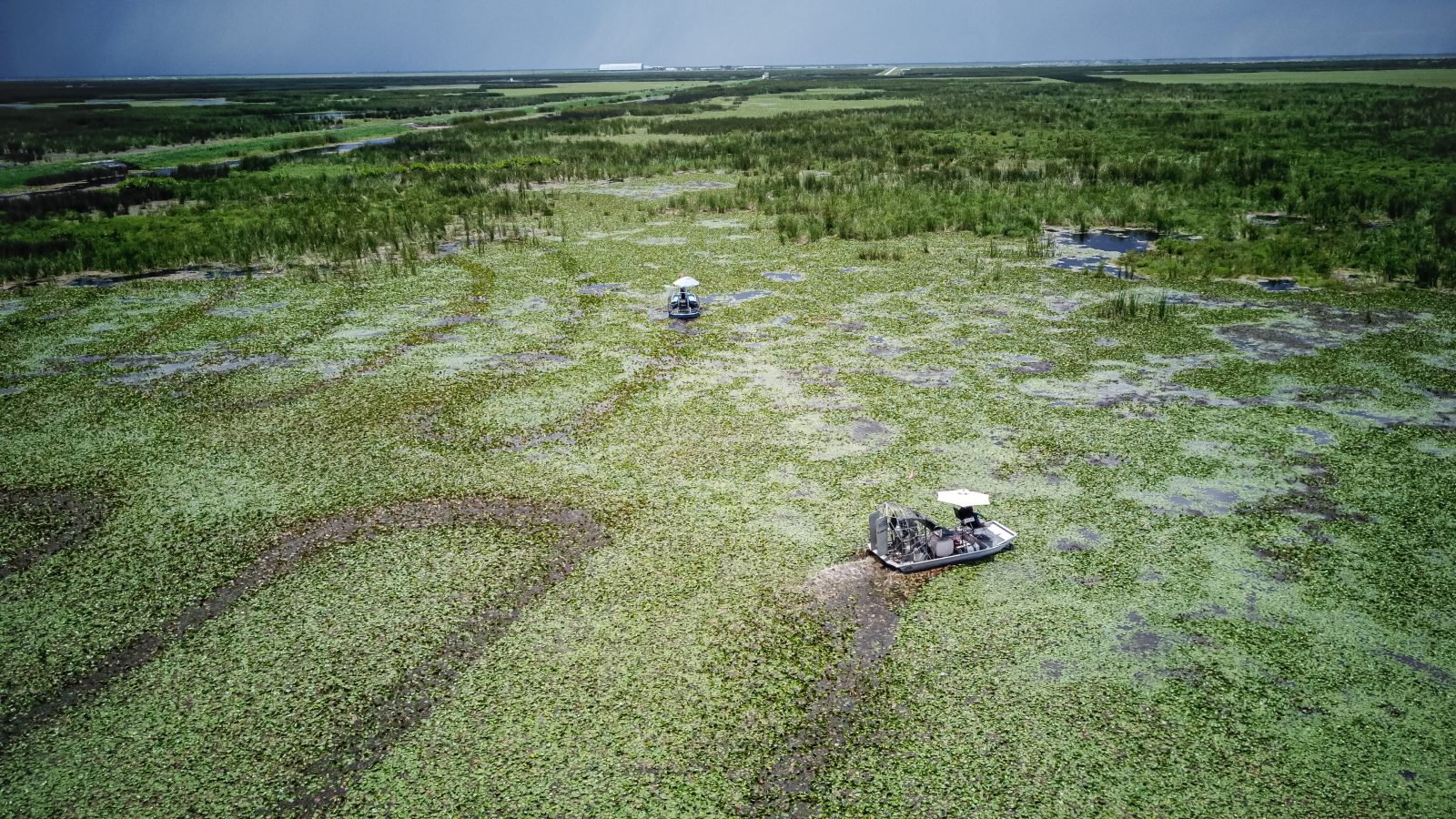 invasive-species-wetland-management