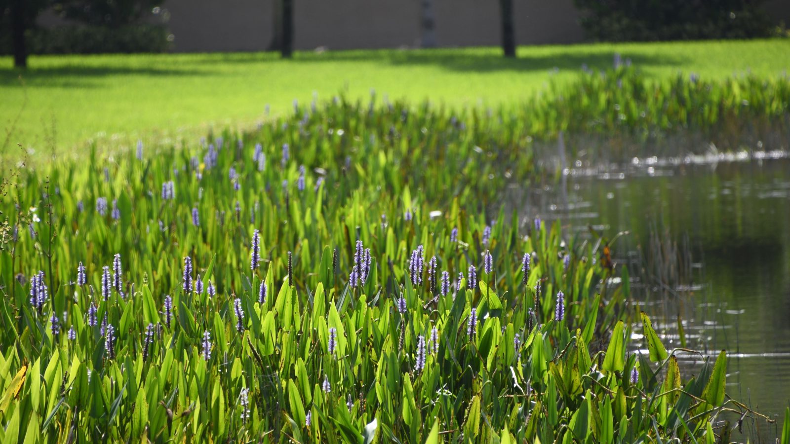 littoral-shelf-beneficial-buffer