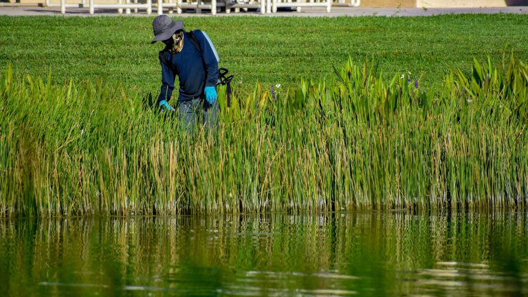 littoral-shelf-maintenance-invasive-plants