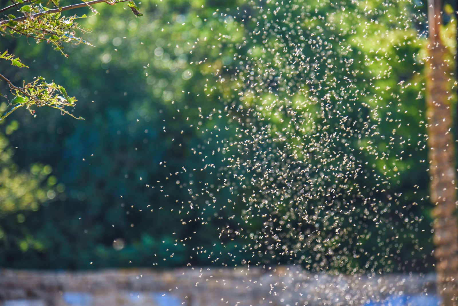 mosquito-control-florida-communities