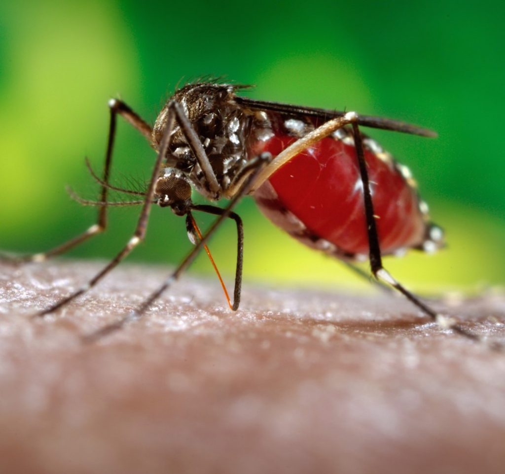 mosquito-disease-control