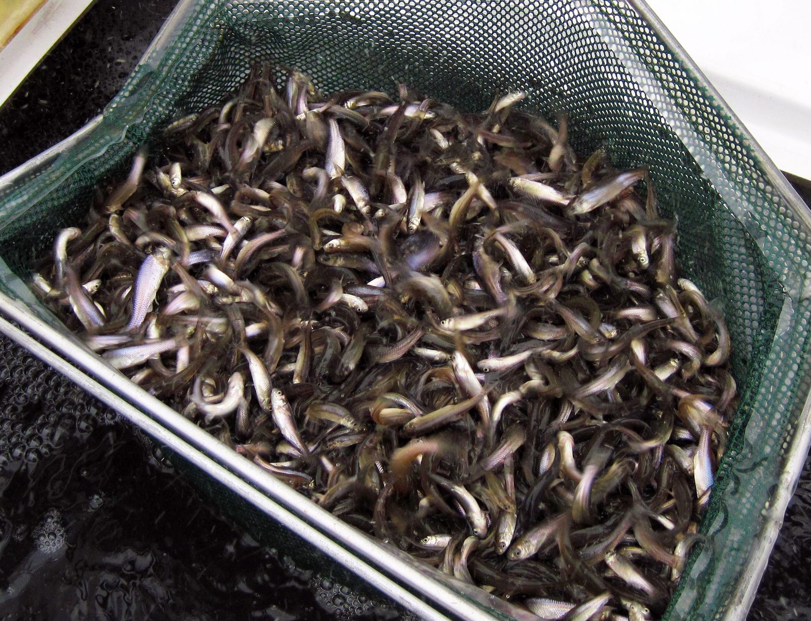 mosquitofish-fish-stocking-services