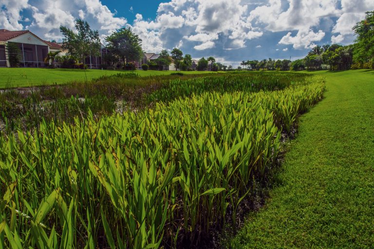 What Types of Aquatic Plants Exist in Lakes in Florida?