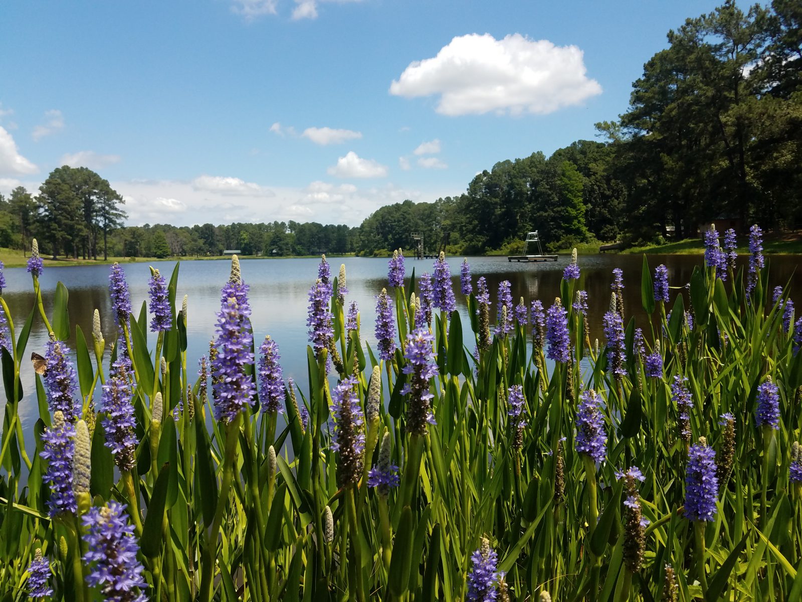 sustainable-management-lake-pond