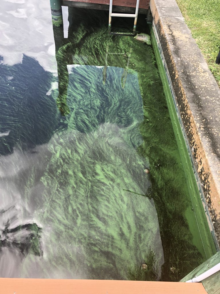 toxic-algae-management