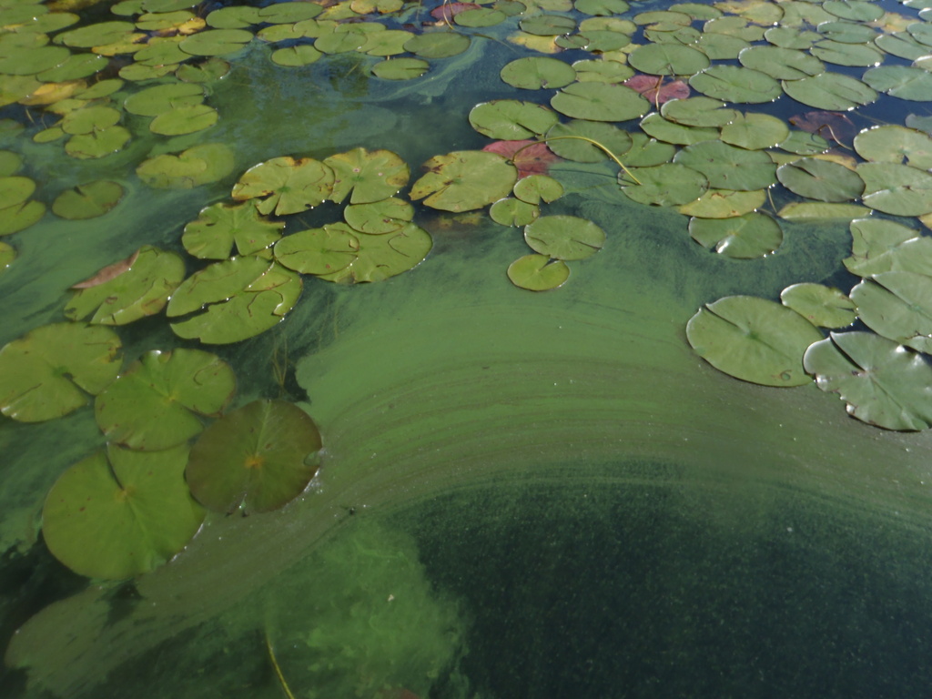 water-quality-control-lake-management