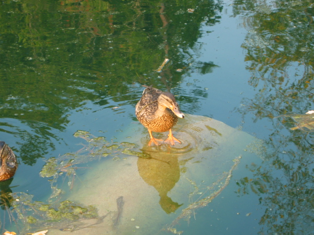 waterfowl-pond-nutrient-control