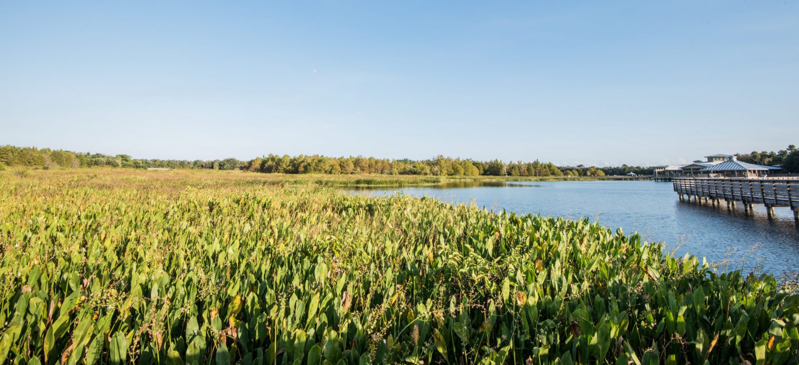 wetland-preserve-management-conservation