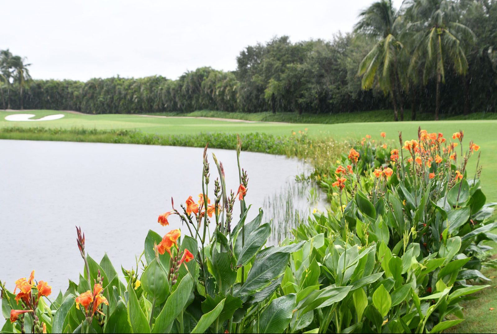 Beneficial-Buffer-Plant-Golf-Course-Pond