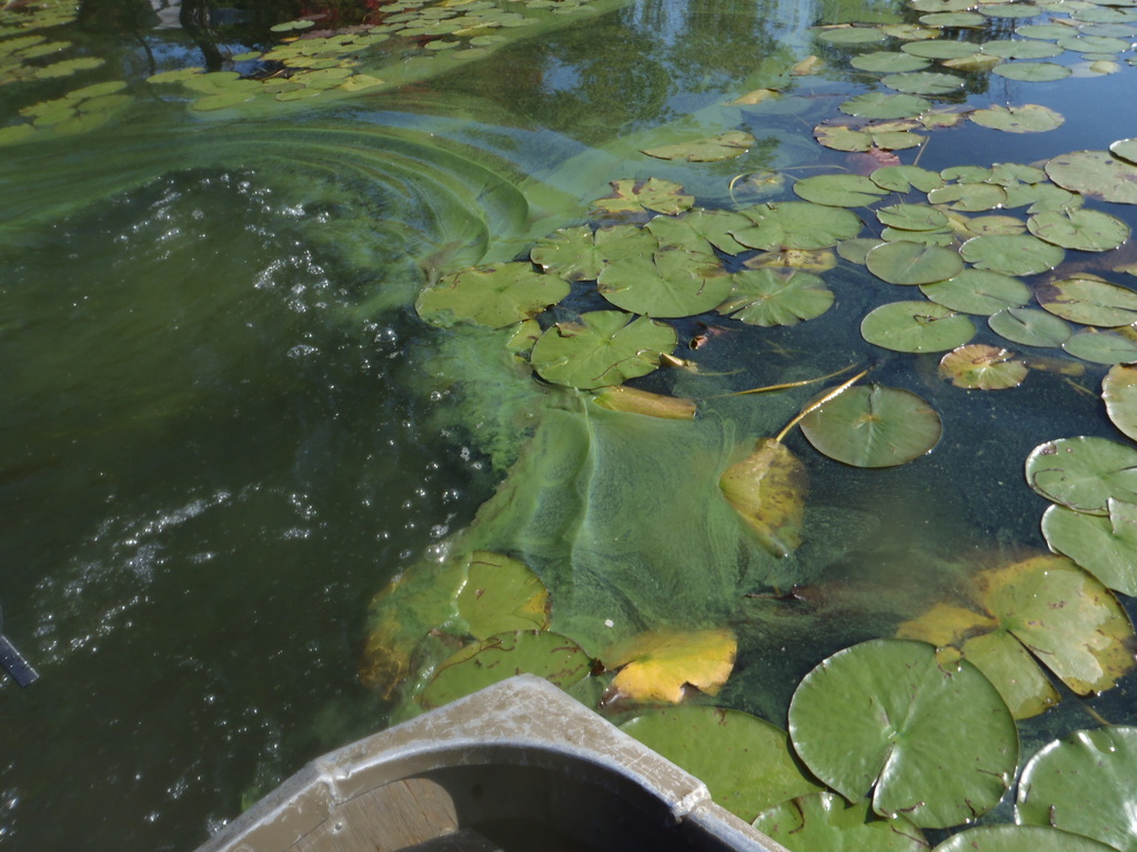algae-aquatic-weed-growth-pond
