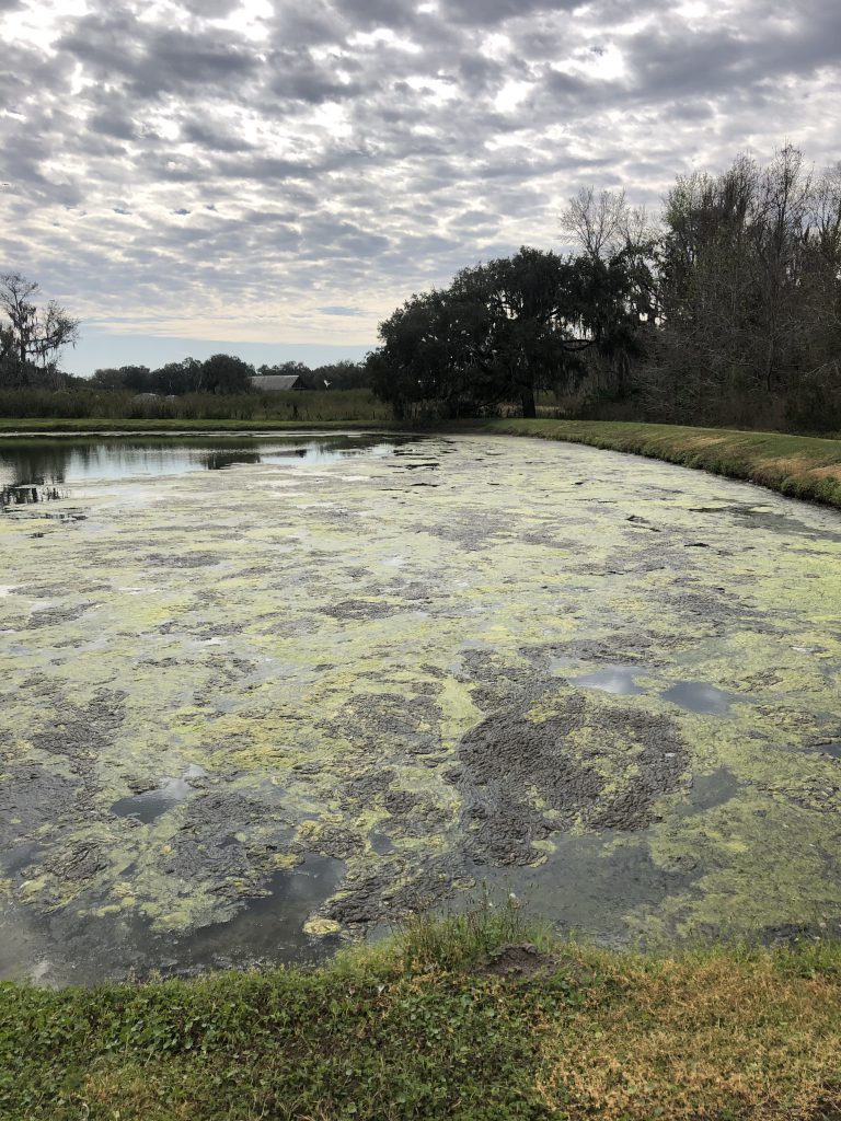 algae-growth-community-pond