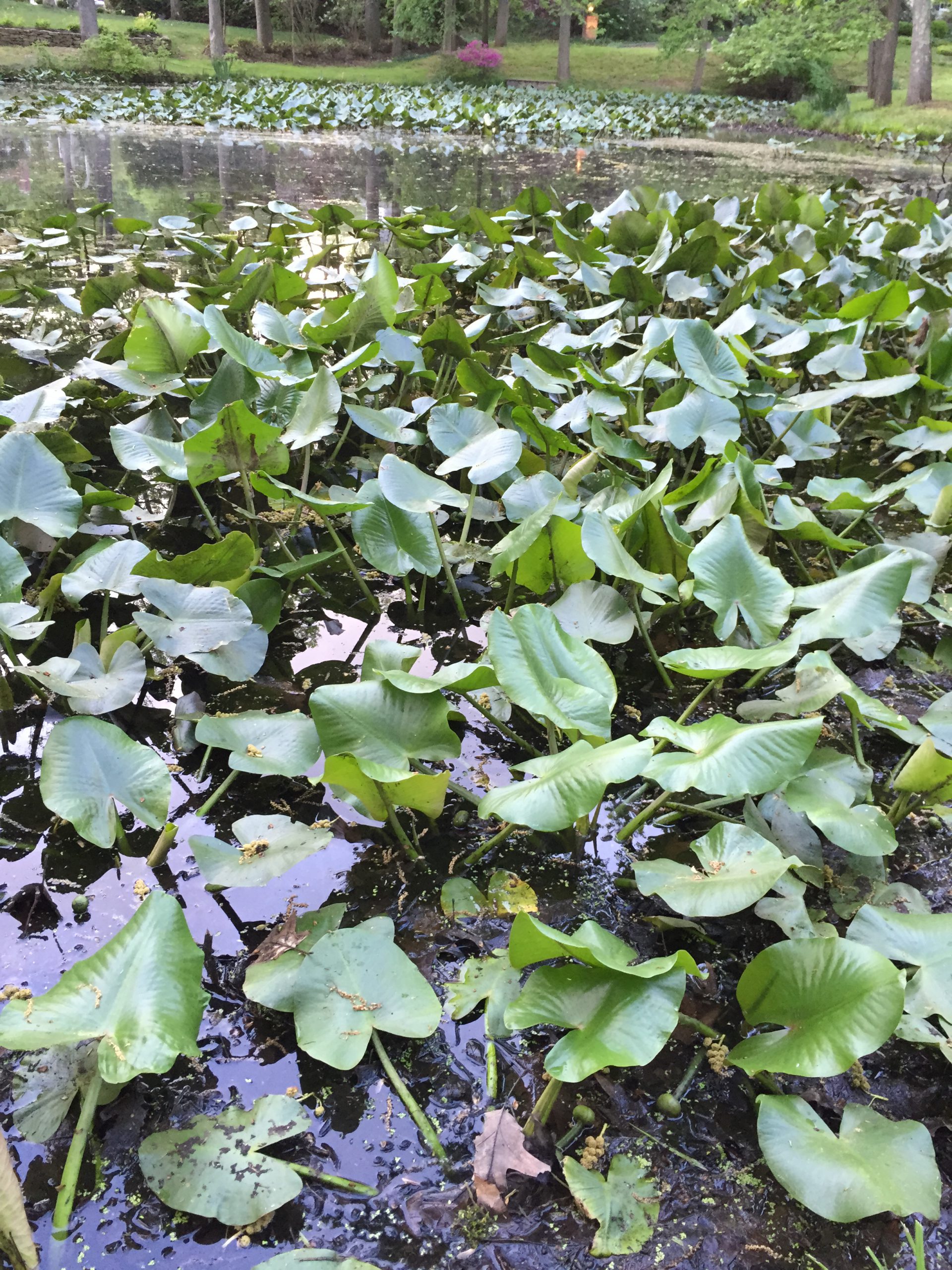 Florida Aquatic Weed Identification and How to Control Them