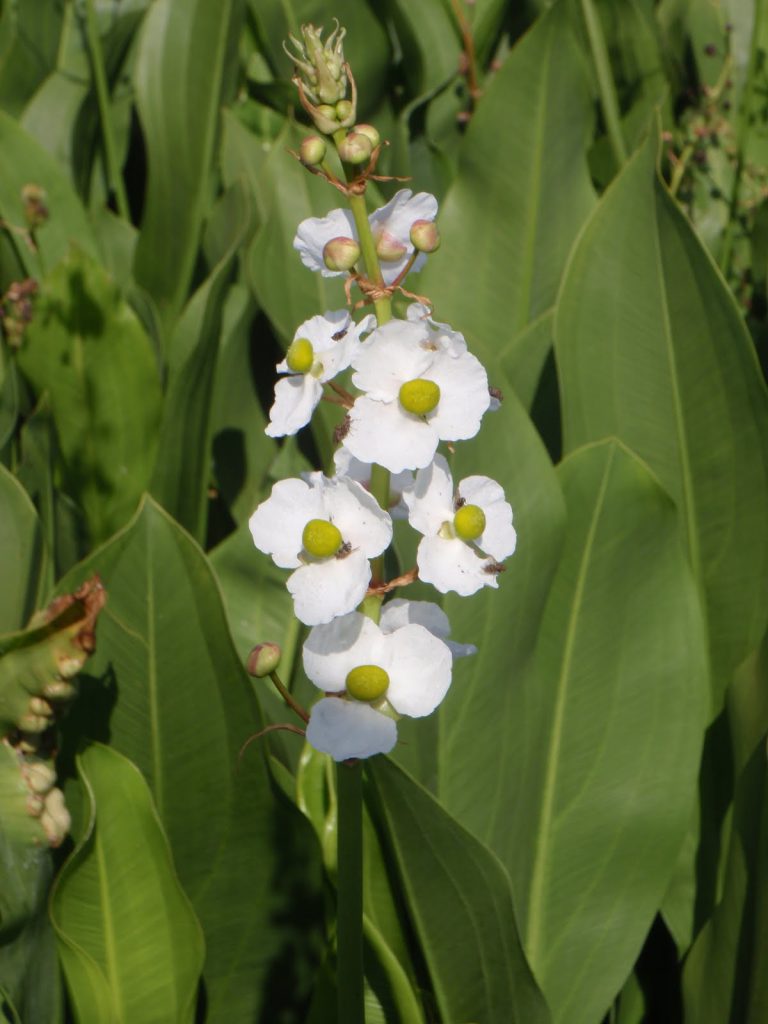 duck-potato-native-florida-plant