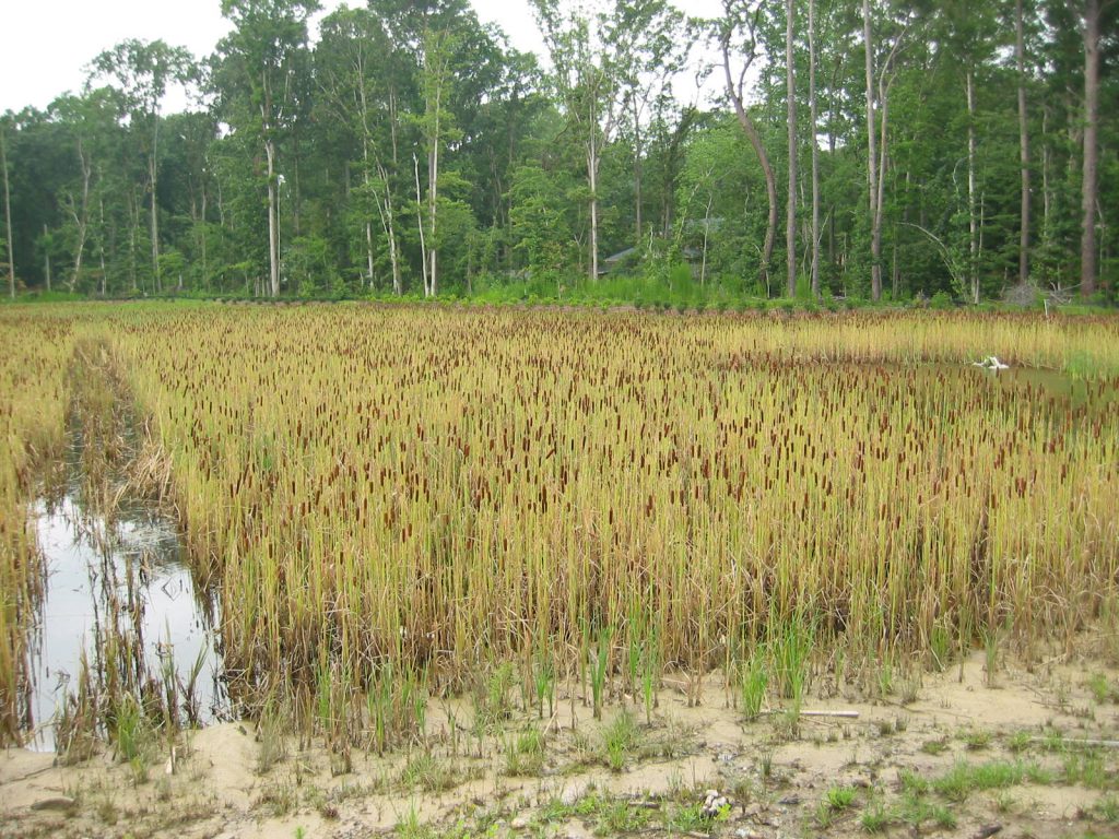 emergent-vegetation-growth-wetland