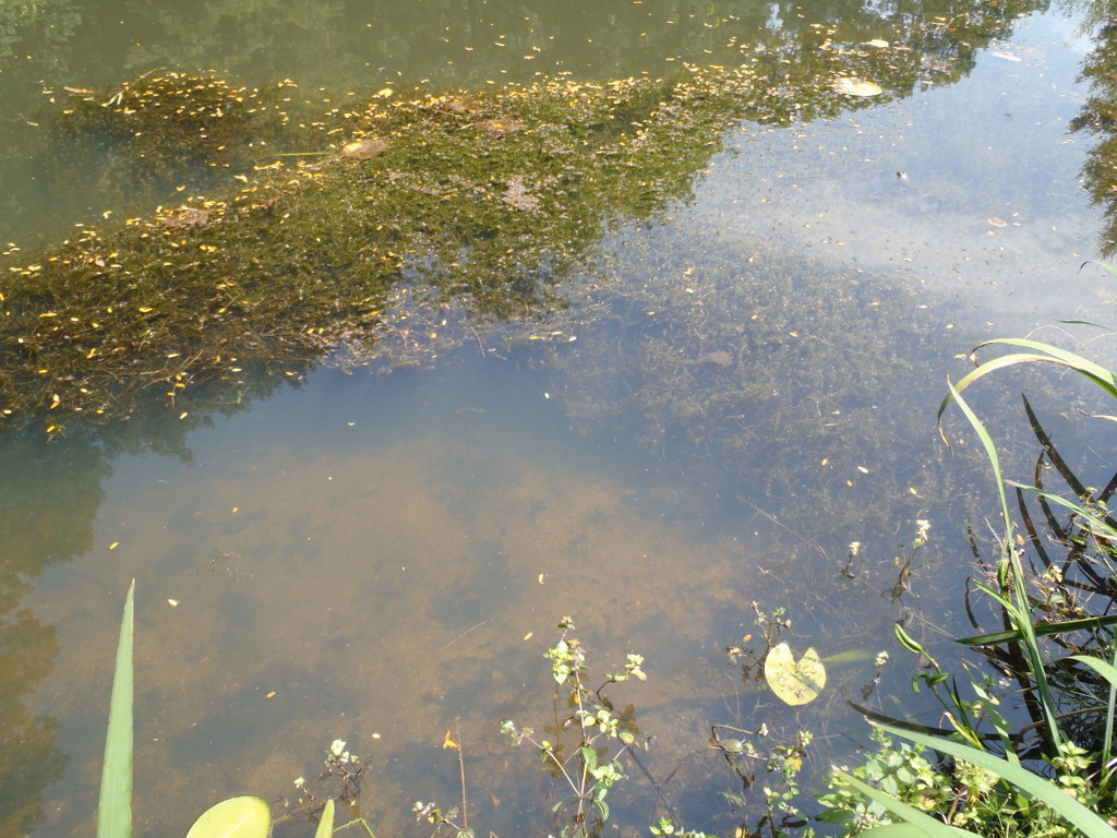 hydrilla-underwater-aquatic-vegetation