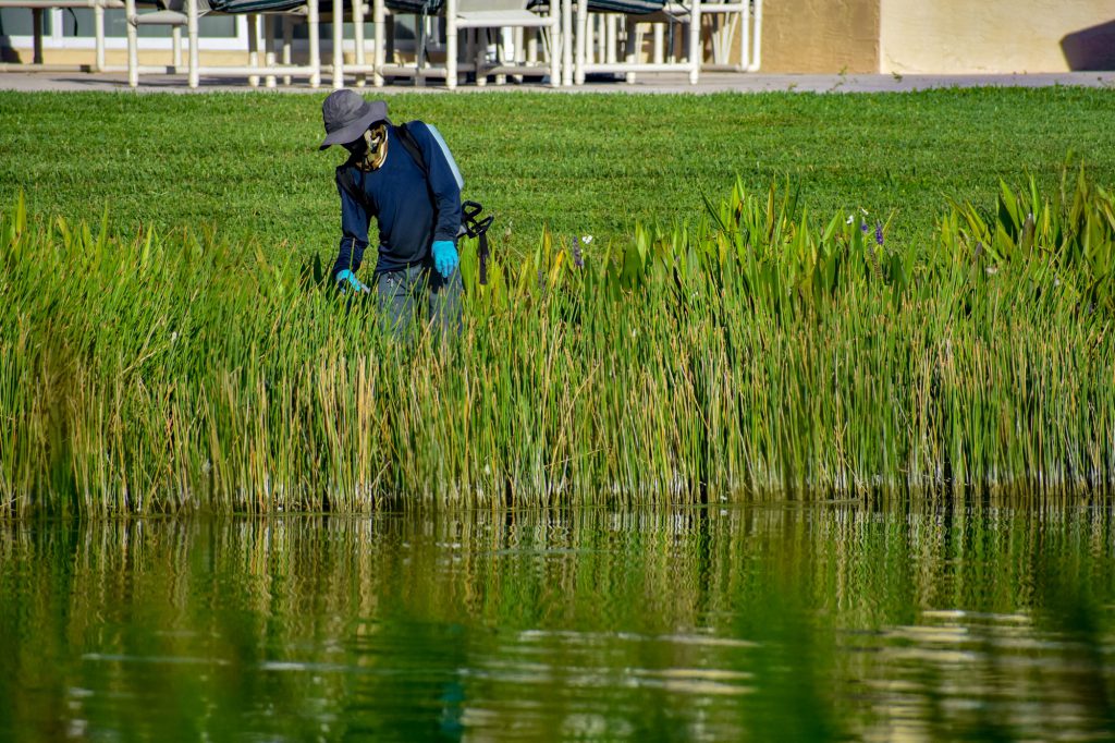 littoral-shelf-maintenance-invasive-plants