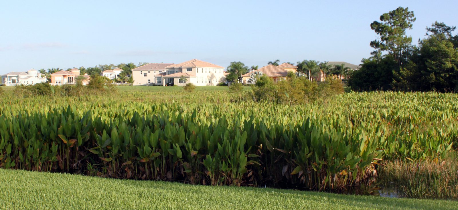 native-florida-plants-wetlands