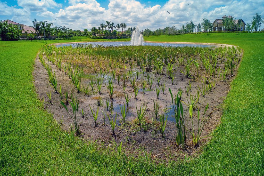 native-planting-littoral-zone