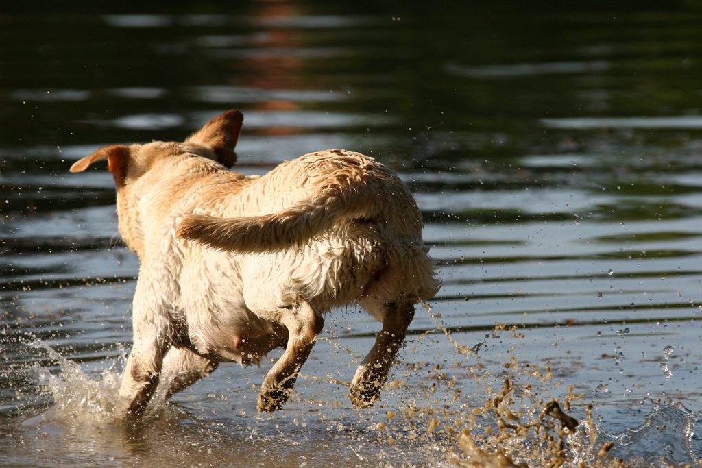 pet-waste-removal-pond-mangement