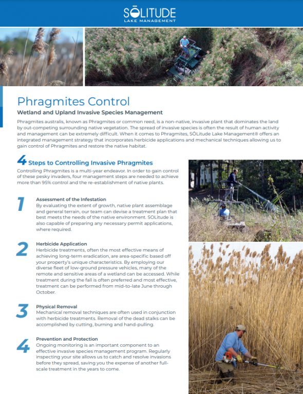phragmities-management-services-one-sheet