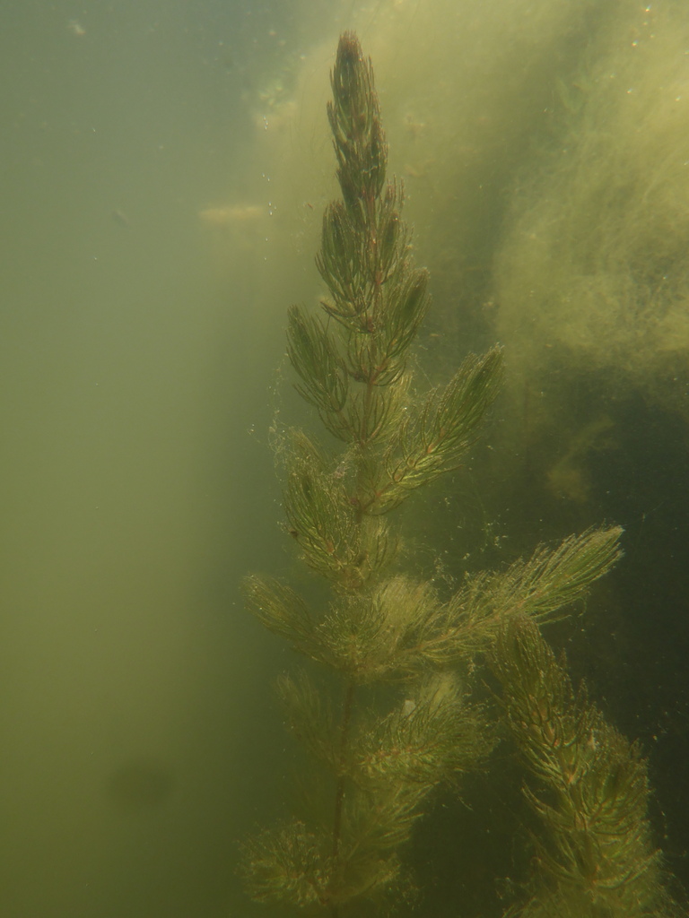 submersed-coontain-aquatic-plant