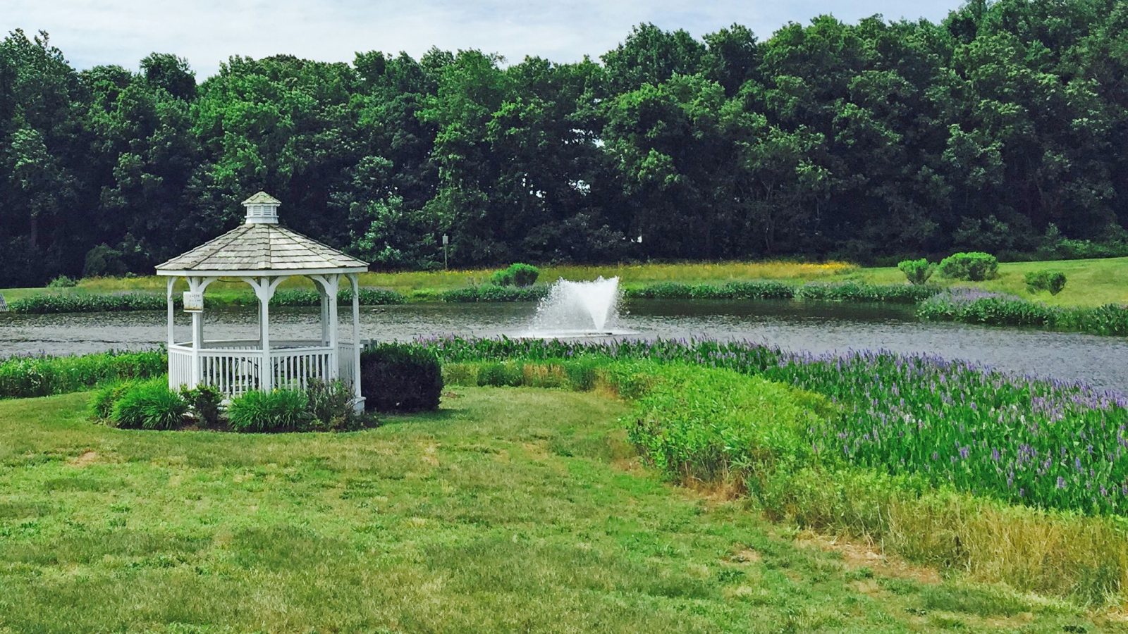 2 Otterbine Fountains Pickerelweed Meadows at Old Landing Pond 4 Lewes