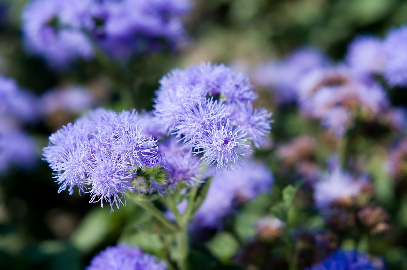 Buffer Plant - Blue Mistflower
