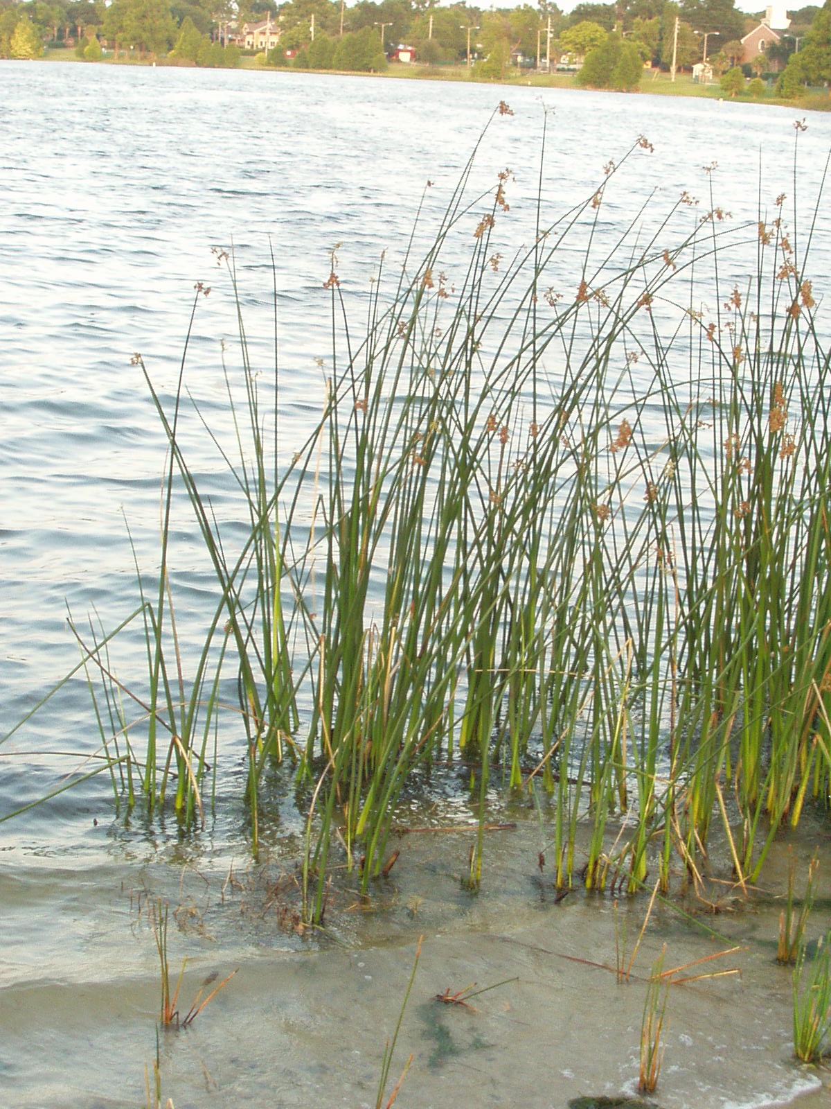 Buffer Plant - Bulrush