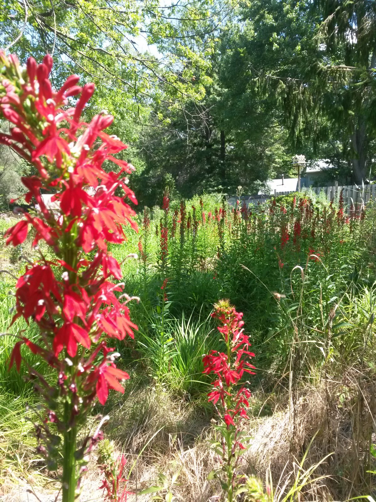 Buffer Plants - Cardinal Flower